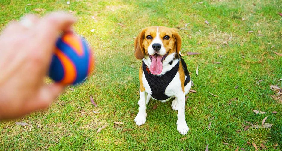 Making Pets Happy: Farebná Odysea výroby hračiek pre domáce zvieratá